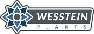 Wesstein Plants